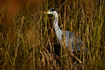 Graureiher // Grey heron  (Ardea cinerea)