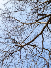 Branching Out: A minimalist yet captivating image of stark, naked branches against a vibrant blue sky evokes a sense of quiet introspection and resilience.
