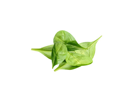 Spinacia oleracea or Spinach fresh green leaves isolated on white background