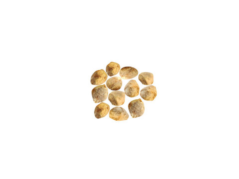 Spinacia oleracea or Spinach dried seeds isolated on white background