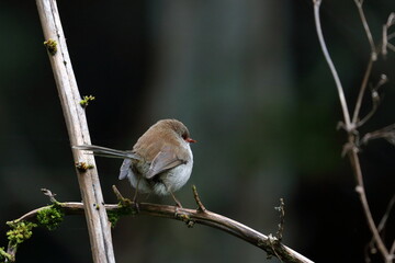 fairy wren