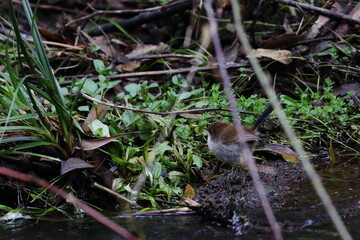 fairy wren