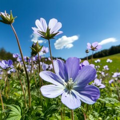 Blooming Purple Wildflowers Under a Bright Blue Sky