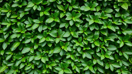 Fototapeta premium Lush leaves of boxwood background pattern
