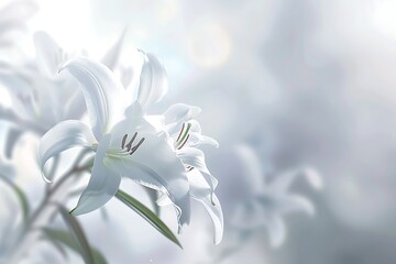 Beautiful white lily flowers with bokeh effect. Floral background