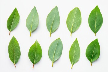Fototapeta premium Ten vibrant green leaves arranged in a grid pattern on a white background.