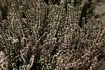 Vibrant pink common heather, Calluna vulgaris, blossoming outdoors. close up