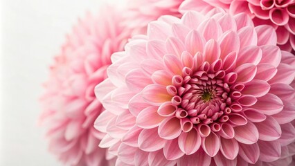 Romantic Pink Floral Pattern with Intricate Petals, blooming flowers, soft pink, romantic flowers