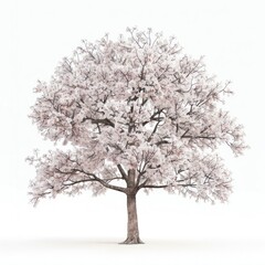 Blooming cherry blossom tree