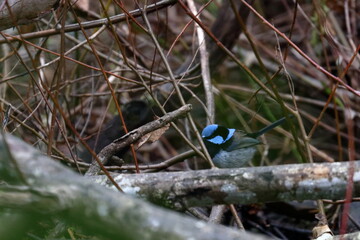 fairy wren