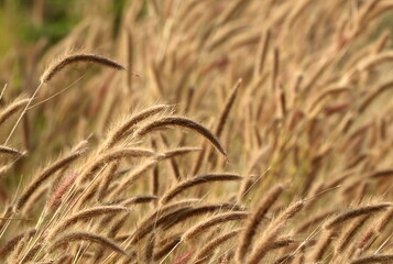 Grass flowers in the field
