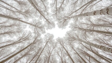 Frosty Birch Forest, Winter Sky, Upward View, Nature Scene, Wallpaper