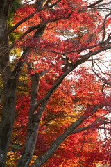 真っ赤な紅葉