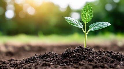 tiny sprout growing from rich soil, symbolizing new beginnings and growth