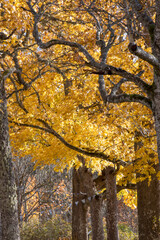 gorgeous autumn landscape with bright and colorful trees, typical Latvian golden autumn landscape