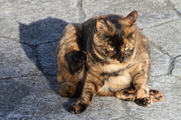 カメラ目線で見つめる猫