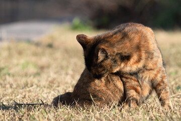 Fototapeta premium 芝生で遊ぶ猫