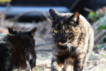 Obraz premium 何かを狙う猫