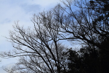 冬の空に伸びる木