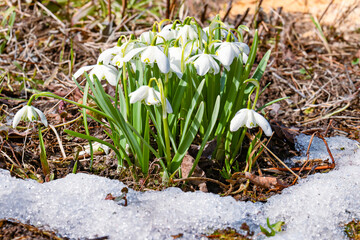 One of the symbols of spring is a delicate snowdrop flower, which tells us that winter is leaving and warm times are waiting for us. close-up