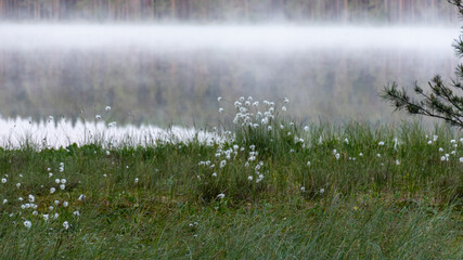 Cotton grass is a genus of sedges, they are common in northern hemisphere temperate swamps and tundra, wet forests, Eriophorum vaginatum, fog