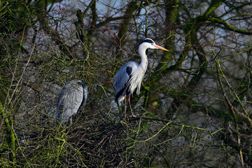 Graureiher // Grey heron  (Ardea cinerea)