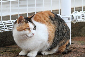 ふり返る猫