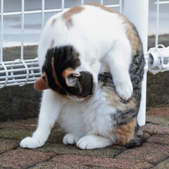 お座りしている猫