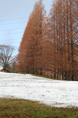 雪とメタセコイヤ並木