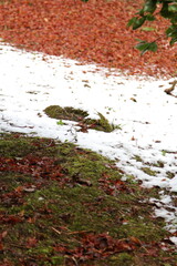 雪と落ち葉の絨毯