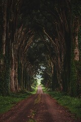 Obraz premium Serene outdoor running path surrounded by tall trees symbolizing the harmony of fitness and nature