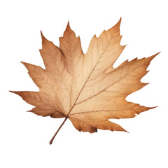 Obraz premium Brown-leaf-isolated-on-white-with-subtle-gradient-nature-texture