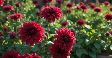 Rich wine colored dahlia contrasting with soft focus garden shadows, contrasting, exquisite, soft, nature scene