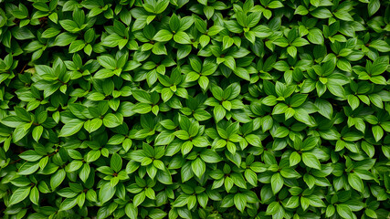 Lush leaves of boxwood background pattern