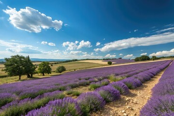 Fototapeta premium Panoramic view of a lavender farm on a sunny day Lavender flowers in full bloom against a bright blue sky with a few fluffy white clouds on a warm summer day, wildflower fields, meadow views