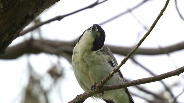 A wild Grey butcherbird, (Cracticus torquatus) perched on the tree branch in its natural habitat, emitting melodic chirping calls, close up shot of bird species endemic to Australia.