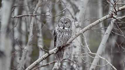 A great gray owl perches quietly among birch trees