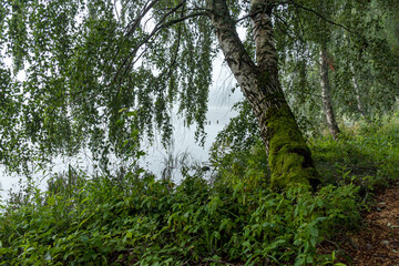 fog landscape on the shore of the lake, blurred silhouettes of trees, bushes and plants, fog in the morning