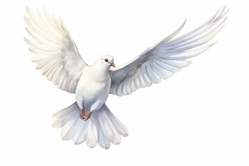 Fototapeta premium Animal white bird dove.