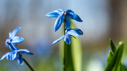 One of the earliest blooming spring bulbs, Scilla siberica, in spring on a natural background