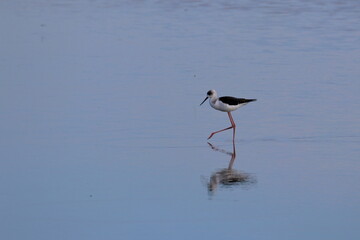 pied stilt