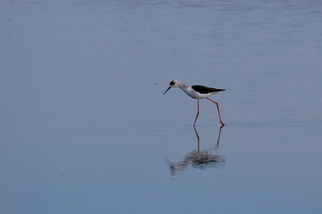 pied stilt