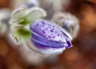 purple spring flowers, Pulsatilla patens in spring on a natural background