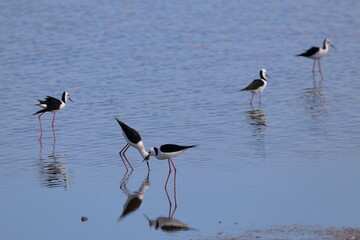 pied stilt