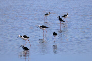 pied stilt