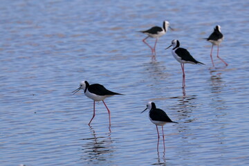 pied stilt