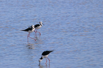 pied stilt