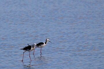 pied stilt
