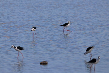 pied stilt