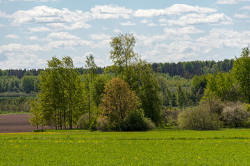 Fototapeta premium landscape with bright green field and bright trees, first green of spring, spring